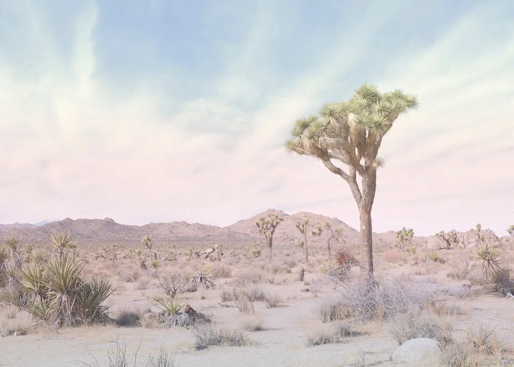 Joshua Tree No. 13