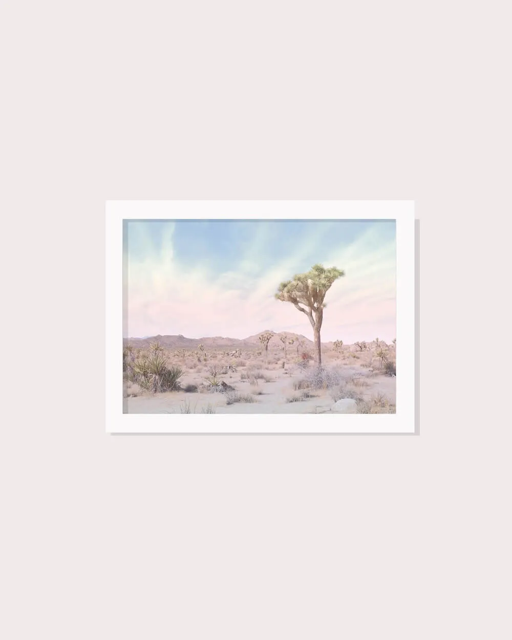 Joshua Tree No. 13