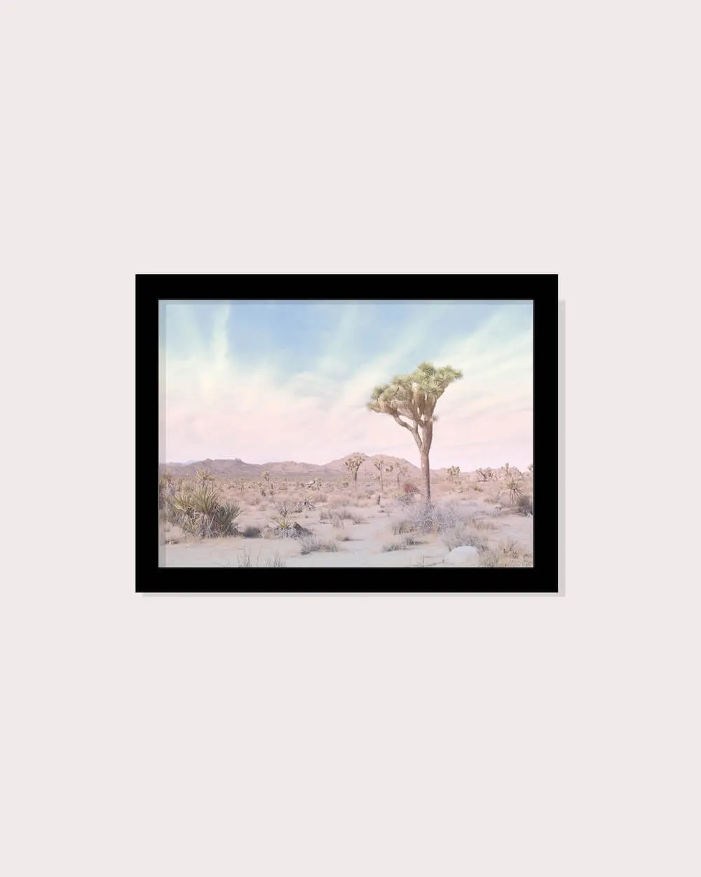 Joshua Tree No. 13